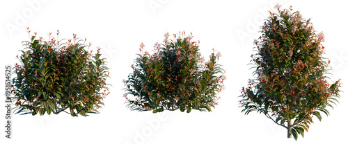 Φωτογραφία Photinia x fraseri Red Robin tree, elevation, front view, cutout, transparent ba