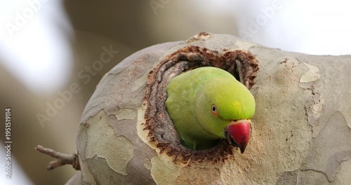 Female Rose-ringed parakeet (psittacula krameri), nesting in a Platanus tree, Montpellier, Southern France.