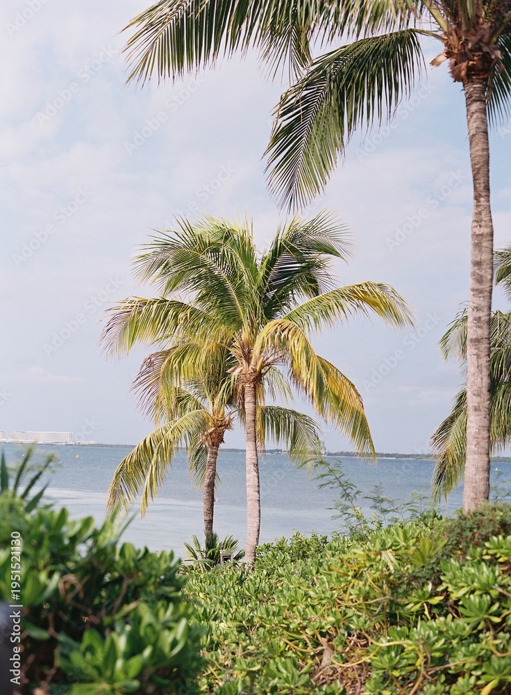 Fototapeta premium palm trees on the beach