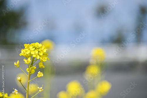 Wallpaper Mural 菜の花畑 Torontodigital.ca