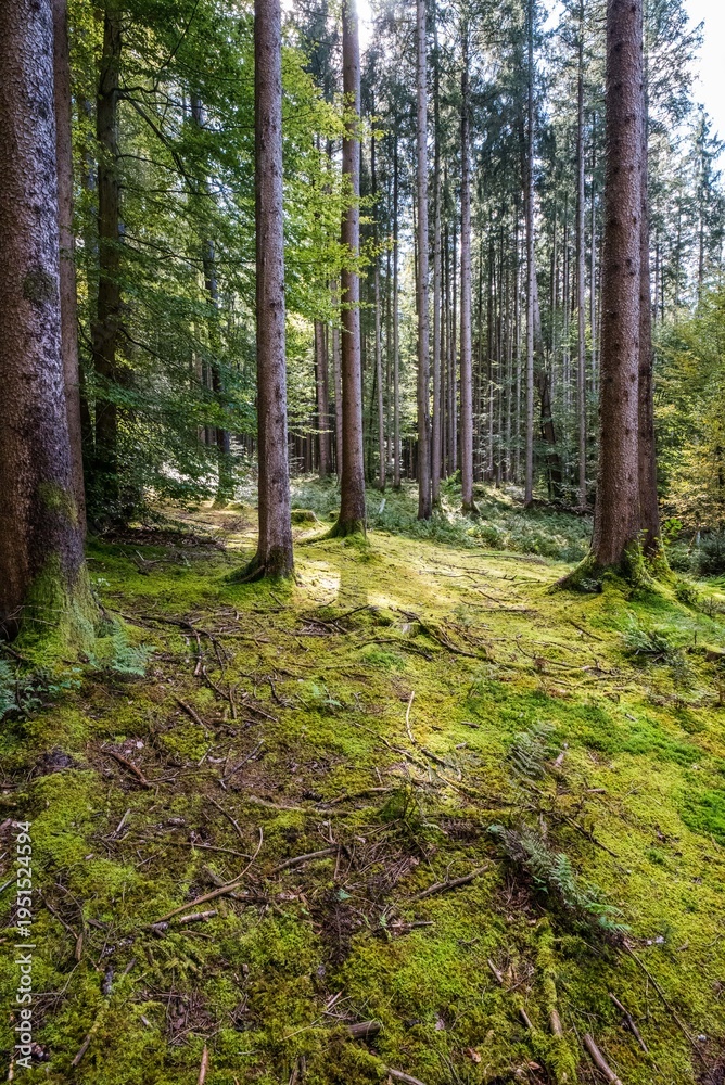 Fototapeta premium Bäume & Wälder