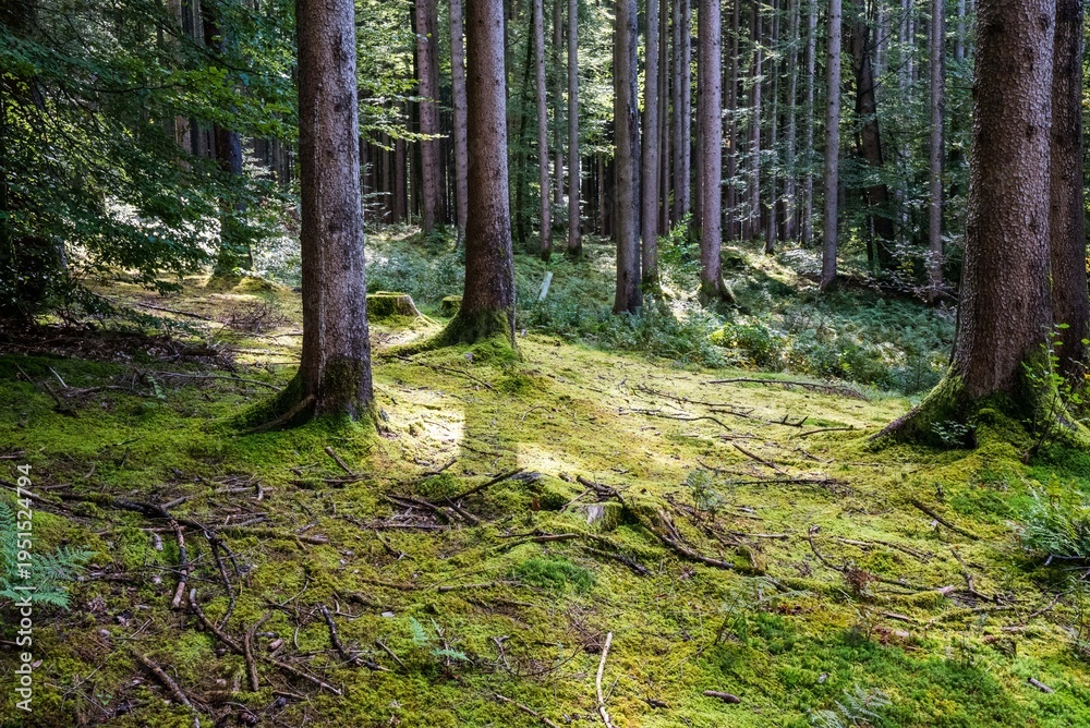 Fototapeta premium Bäume & Wälder