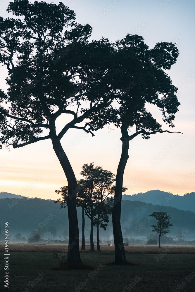 Naklejka premium Big Tree at sunrise in natural landscape environmental sustainability concept forest ecology serene countryside scenery morning light misty hills peaceful nature