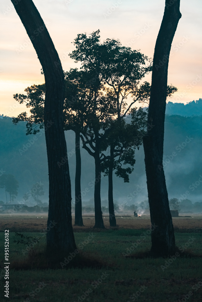 Naklejka premium Big Tree at sunrise in natural landscape environmental sustainability concept forest ecology serene countryside scenery morning light misty hills peaceful nature