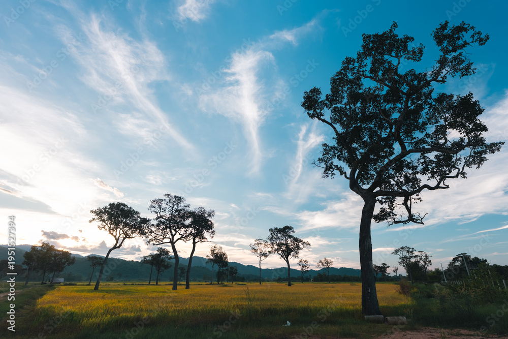 Fototapeta premium Big Tree at sunrise in natural landscape environmental sustainability concept forest ecology serene countryside scenery morning light misty hills peaceful nature