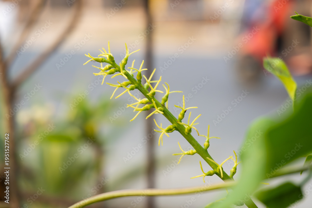 Fototapeta premium Small green flower buds growing on plant stem with blurred background
