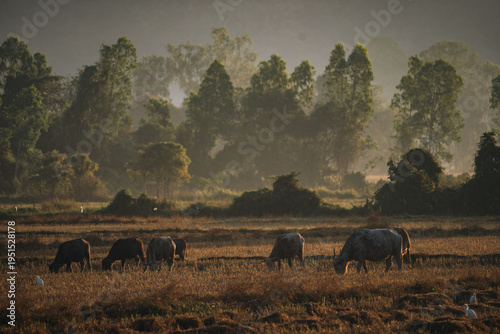 Water buffalo herd in rural...
