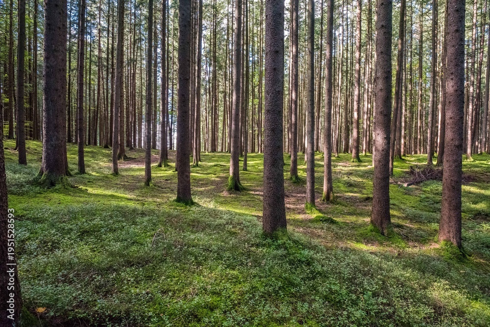 Obraz premium Bäume & Wälder