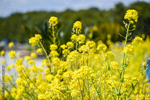 Wallpaper Mural 菜の花畑 Torontodigital.ca