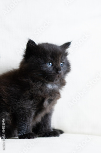 Porträt eines Norwegischen Waldkatzen Kitten