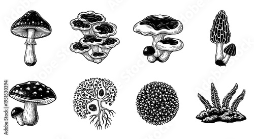 Diverse Collection of Hand-Drawn Fungi and Organisms in Black and White Vintage Style
