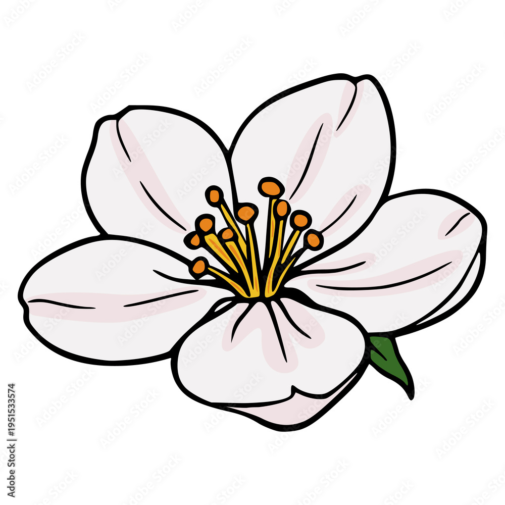 Obraz premium Simple White Flower Vector Illustration with Yellow Stamens and Green Leaf