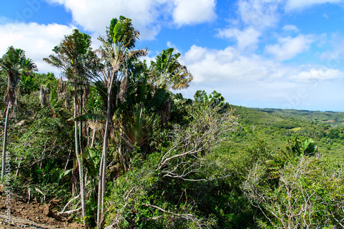 モーリシャスで眺めるとても美しい緑の風景A beautiful green landscape in Mauritius