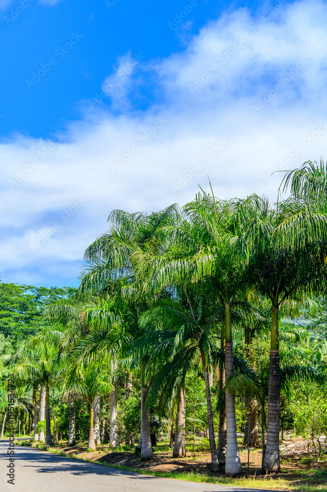 Obraz premium モーリシャスで眺めるとても美しい緑の風景A beautiful green landscape in Mauritius