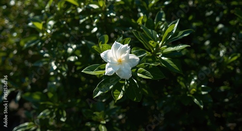 Full gardenia bush adorned with soft petals in a sunny garden