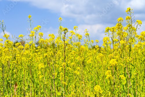 Wallpaper Mural 菜の花畑 Torontodigital.ca