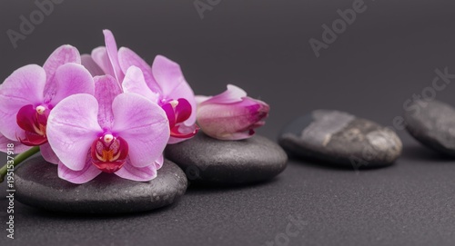 Pink orchid blooms arranged on smooth zen stones emphasizing a minimalist wellness environment