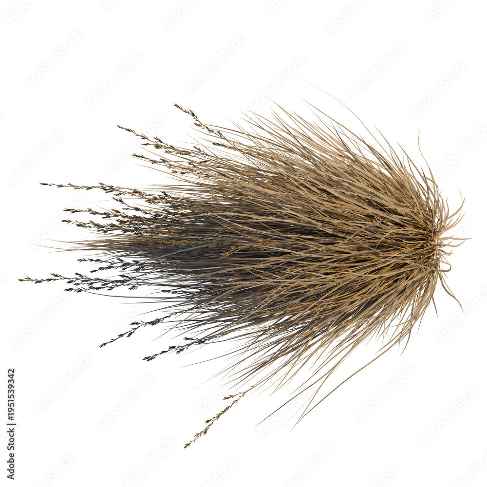 Fototapeta premium Chionochloa rubra tree plan, top view, cutout, transparent background, isolate, Delicate Dried Reed Grass Texture, Natural Floral Element, Rustic Background, Botanical Design