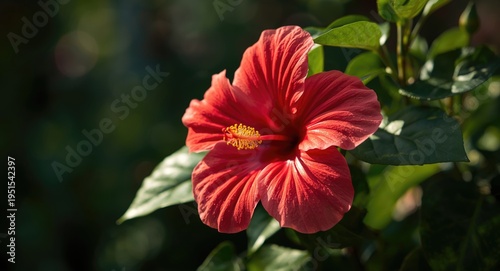 Lord Baltimore hibiscus plant in full flower with natural outdoor lighting