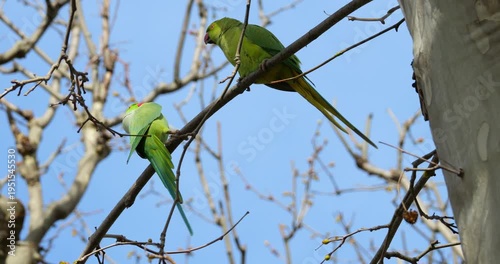 Couple of Rose-ringed parakeets (psittacula krameri), perched on branches, Montpellier, Southern France.