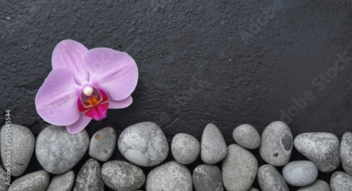 Light pink orchid flower on smooth gray pebbles paired with a dark slate surface background illustrating serene decor themes