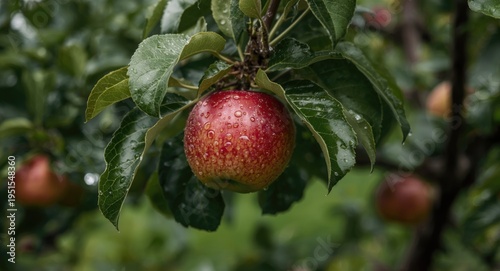 Mature apples shining with moisture on orchard trees conveying richness in a prolific apple orchard during a rainy afternoon