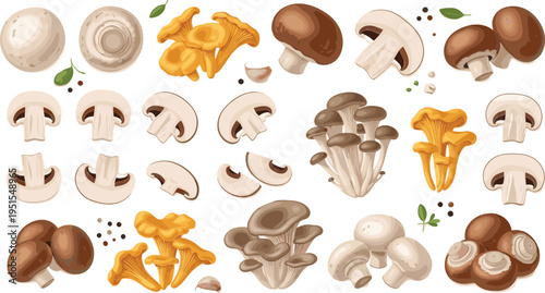 Edible Mushroom Variety Set with Champignon, Shiitake, Oyster, and Chanterelle Isolated Vector Illustration Collection for Organic Food and Cooking Design
