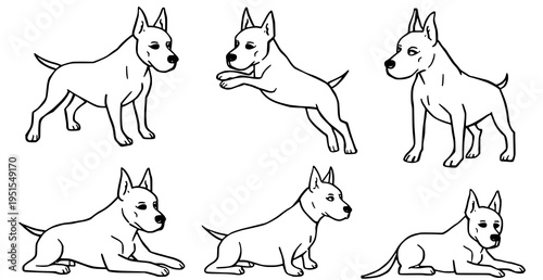 A set of six black and white line art illustrations of American Staffordshire Terriers in various poses
