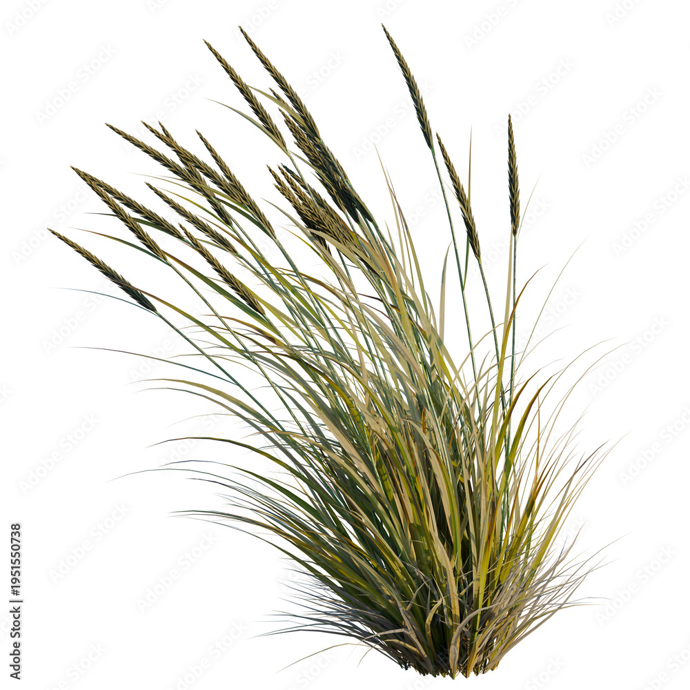 Fototapeta premium Ammophila brevilugatta tree, elevation, front view, cutout, transparent background, isolate, Golden wheat field landscape, rural countryside scenery, agriculture, harvest time, summer season
