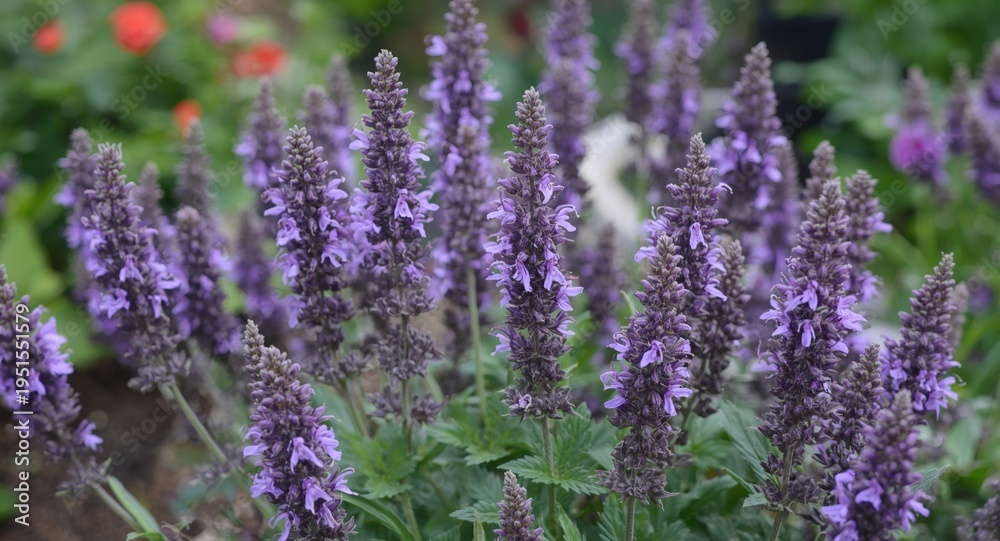 Obraz premium Full Bloom Agastache Plants Known as Mint with Herbal Uses in Garden Landscape