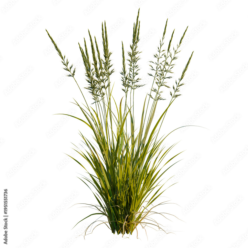 Fototapeta premium Arrhenatherum elatius tree, elevation, front view, cutout, transparent background, isolate, Detailed grassy meadow texture, high-resolution photo, nature background, realistic green field