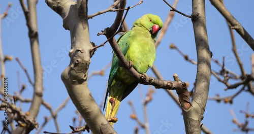 Female Rose-ringed parakeet (psittacula krameri), perched on branches, Montpellier, Southern France.