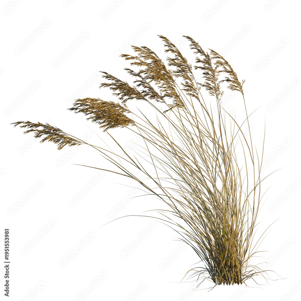 Fototapeta premium Calamagrostis canadensis tree, elevation, front view, cutout, transparent background, isolate, Delicate Ornamental Grass Texture, Soft Green and Golden Tones, Nature's Beauty
