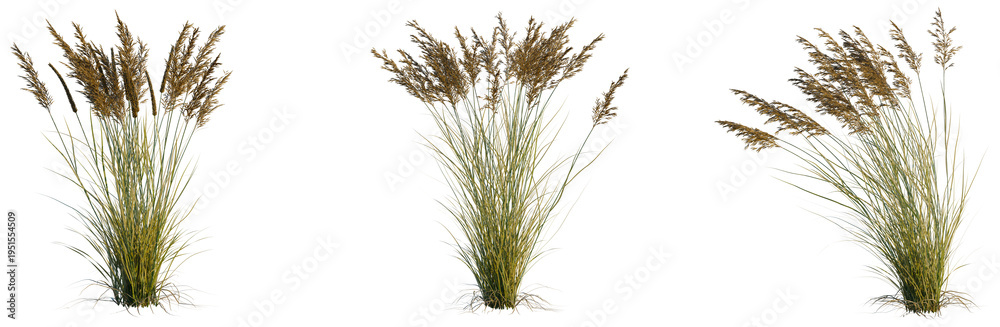 Fototapeta premium Calamagrostis canadensis tree, elevation, front view, cutout, transparent background, isolate, Detailed closeup of tall, vibrant green grass blades, nature's delicate beauty, springtime meadow