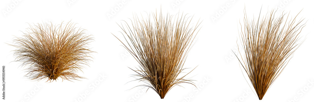 Fototapeta premium Carex buchananii tree, elevation, front view, cutout, transparent background, isolate, Detailed image of wild grass, beautiful nature background, perfect for design elements and creative projects.