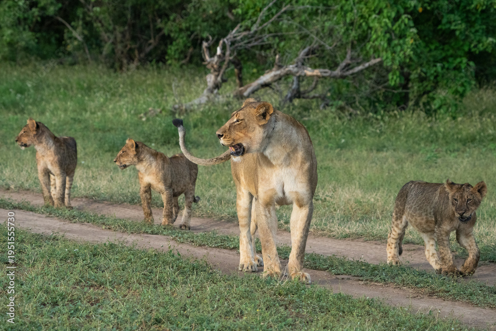 Fototapeta premium Lioness walking through the green grass with her three cubs, Mashatu Game Reserve. 