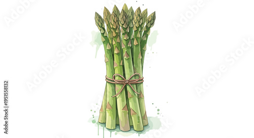 Bunch of fresh green asparagus tied with a brown string on a white background with soft green watercolor splatters.
