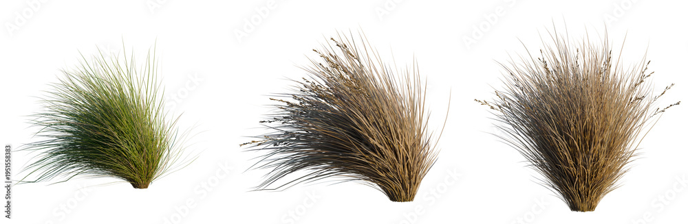 Fototapeta premium Chionochloa rubra tree, elevation, front view, cutout, transparent background, isolate, Fluffy Ornamental Grasses in a Field, Gentle Breeze, Natural Texture, Serene Landscape, Lush Greenery