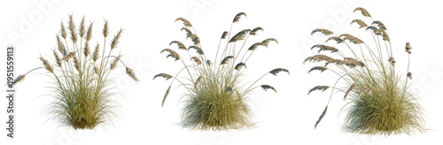 Foto Cortaderia selloana tree, elevation, front view, cutout, transparent background,