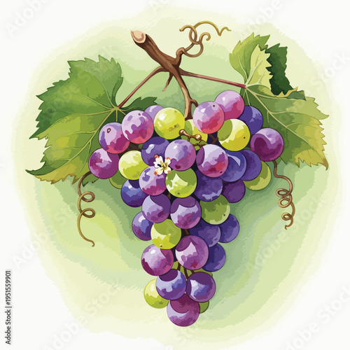 Illustration of a bunch of ripe grapes with green leaves on a vine against a light green background.
