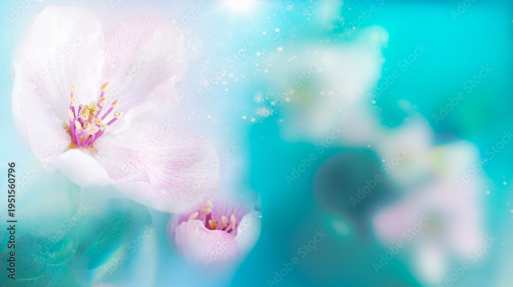 Fototapeta premium Blooming apple tree flowers dreamy background. Selective focus. Greeting gift card template. Spring delicate nature.