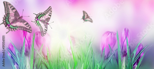 First spring flowers . Beautiful crocuses with flying butterflies in sunlight . Blurred background