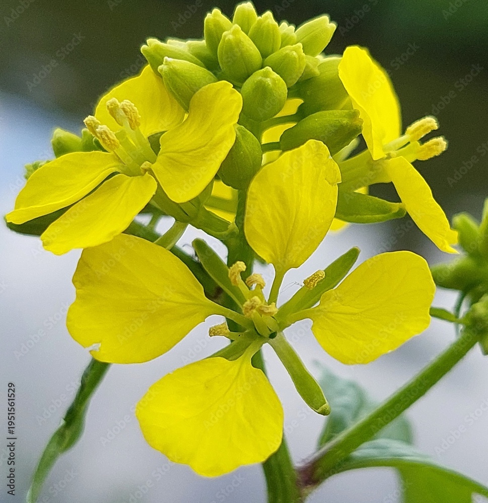 Obraz premium Sinapis arvensis (charlock mustard) growing on a riverbank