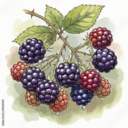 Illustration of ripe and unripe blackberries on a branch with green leaves against a white background with soft green and brown watercolor-style shading.