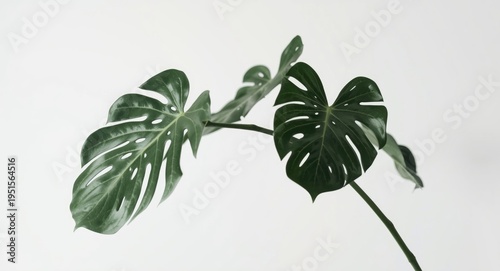 Minimalist home decor highlighting an elegant monstera branch with uniquely shaped perforated leaves