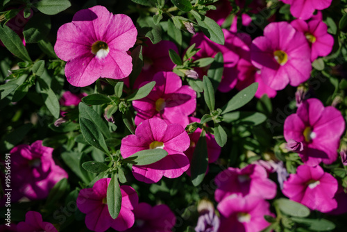 Vibrant pink flowers blooming in lush green foliage during daytime