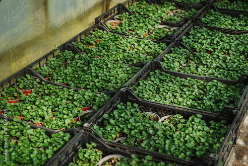 Green leafy plants growing in trays inside a greenhouse with irrigation system. Agricultural cultivation of fresh herbs or vegetables, sustainable farming and organic production concept.