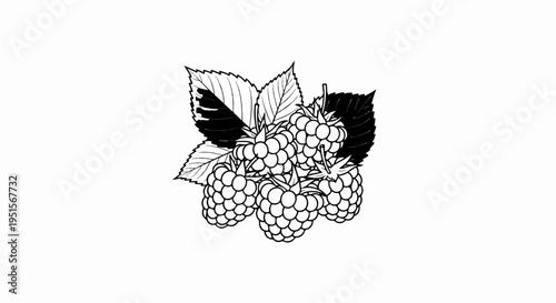 A black and white line drawing of several ripe raspberries with leaves