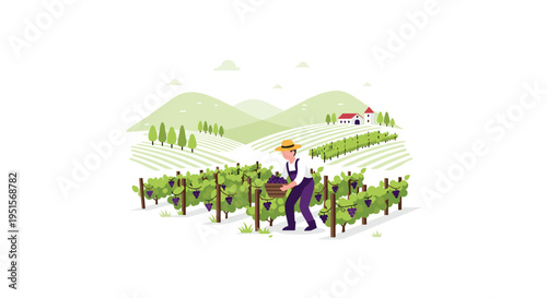 A farmer in a straw hat harvests dark grapes into a wooden crate within a green vineyard.