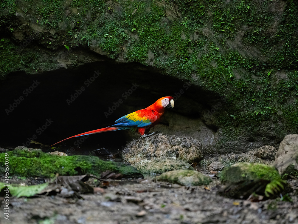Obraz premium Scarlet Macaw on a rock at a clay lick